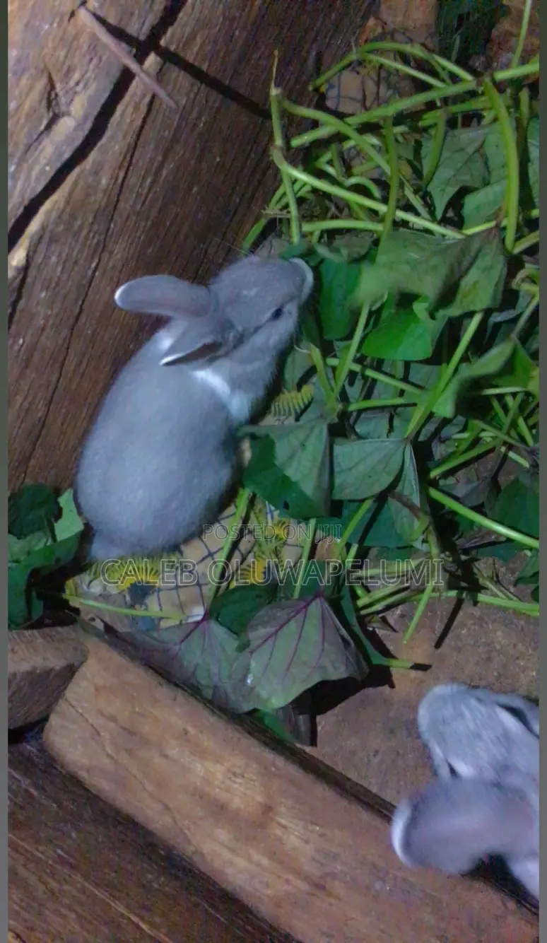 Rabbit Is Available for Sales.