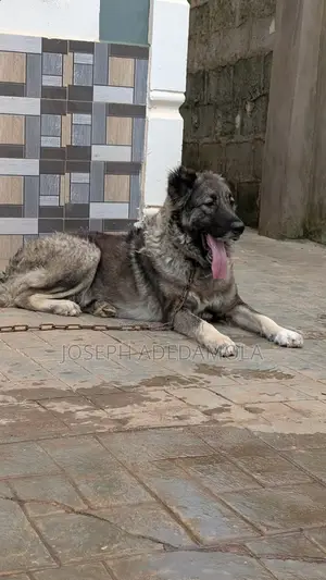 1+ year Female Purebred Caucasian Shepherd