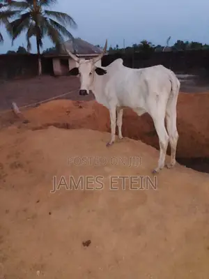 Cow (Bunaji)