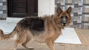 1+ year Female Purebred German Shepherd