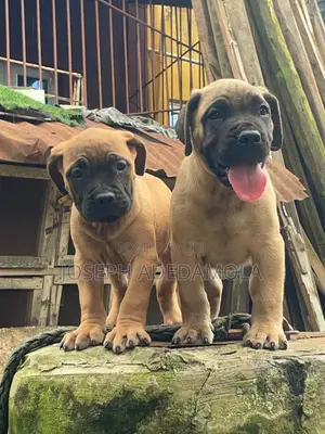 1-3 months Female Purebred Boerboel