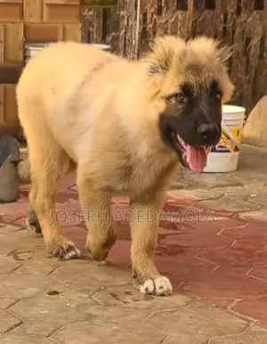 1-3 months Female Purebred Caucasian Shepherd
