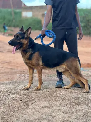 6-12 months Female Purebred German Shepherd