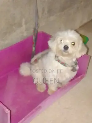1+ year Female Purebred Lhasa Apso