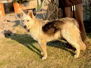 6-12 months Female Purebred Australian Shepherd