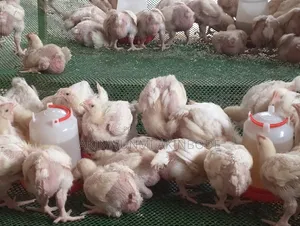 Poultry Farming
