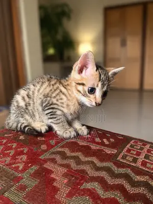 1-3 months Male Purebred Tabby