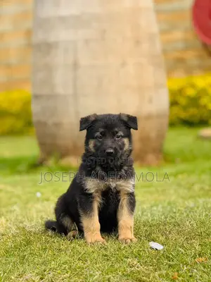1-3 months Female Purebred German Shepherd