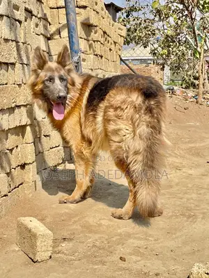 1+ year Female Purebred German Shepherd