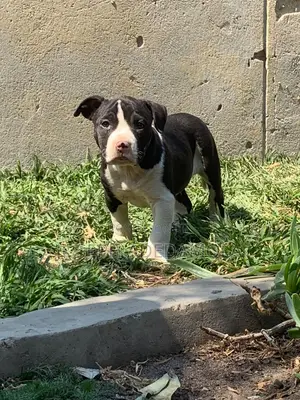 1-3 months Female Purebred American Bully