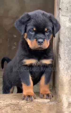 1-3 months Male Purebred Rottweiler