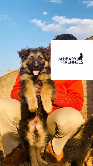 1-3 months Male Purebred German Shepherd