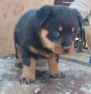 1-3 months Female Purebred Rottweiler
