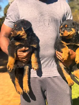 1-3 months Female Purebred Rottweiler