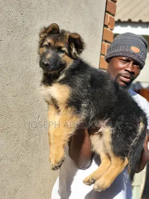1-3 months Female Purebred German Shepherd