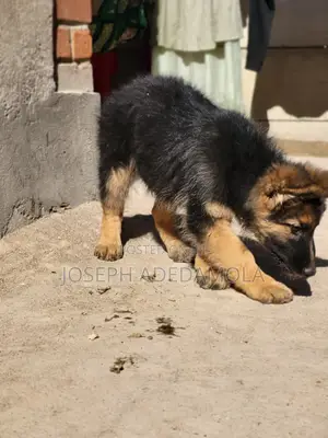 1-3 months Female Purebred German Shepherd