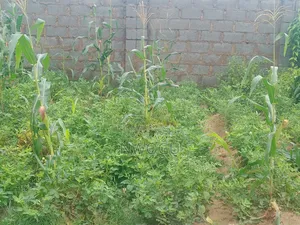 1.2hectares(9 Serial Plot)
At Katampe Main for JV