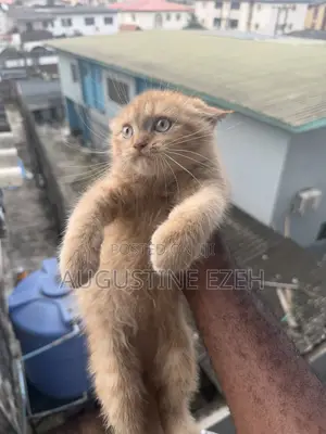 1-3 months Male Purebred British Shorthair