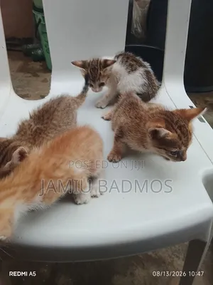 1-3 months Female Purebred Tabby