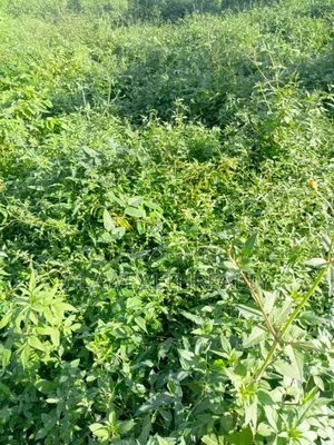 Lands for Sale at Akala Way/Okebadan Estate, Akobo
