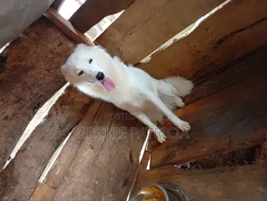 6-12 months Female Purebred American Eskimo