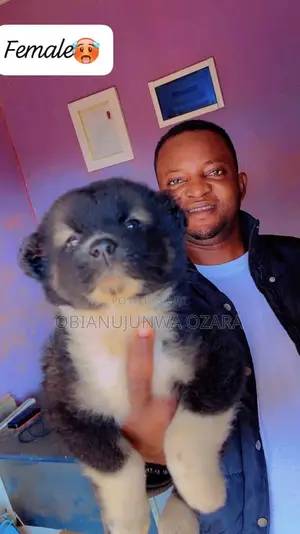 1-3 months Female Purebred Caucasian Shepherd