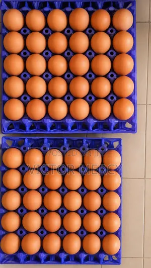 Wholesale Fresh Egg for Sale
