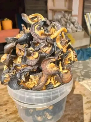 SNAIL Dehydrated and Fresh