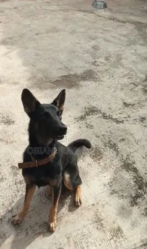 6-12 months Male Purebred German Shepherd