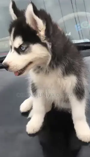1-3 months Female Purebred Siberian Husky