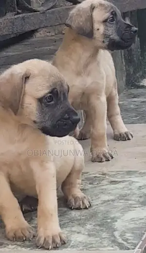 1-3 months Male Purebred Boerboel