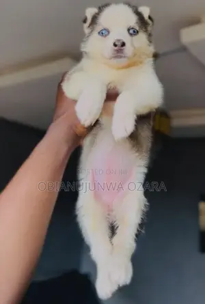1-3 months Female Purebred Siberian Husky