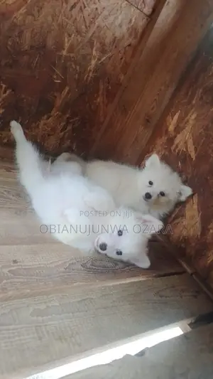 1-3 months Female Purebred American Eskimo
