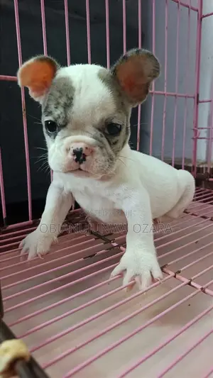 1-3 months Female Purebred French Bulldog
