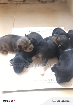 0-1 month Male Purebred Dog