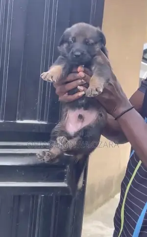1-3 months Female Purebred German Shepherd