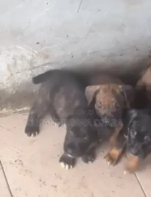 1-3 months Female Purebred Boerboel