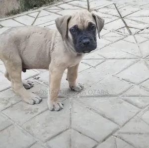 1-3 months Male Purebred Boerboel