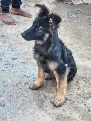 1-3 months Female Purebred German Shepherd