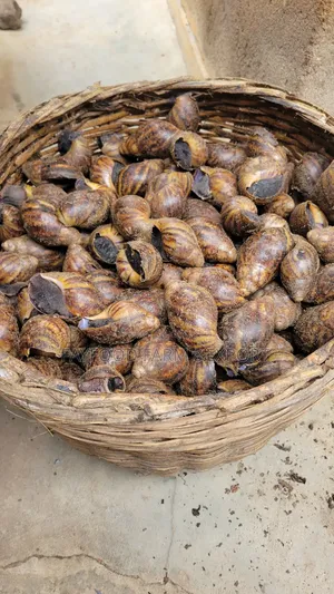 Bush Snail
