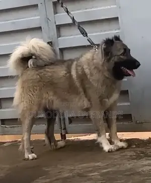 1+ year Female Purebred Caucasian Shepherd
