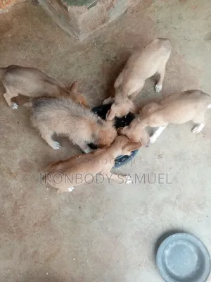 1-3 months Male Purebred Basenji