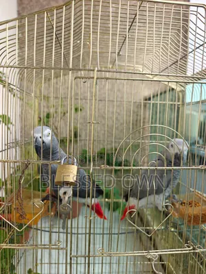 Africa Talking Bird Parrots