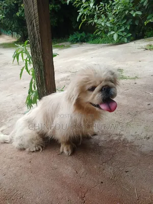 1+ year Female Purebred Pekingese