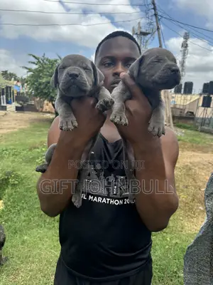 1-3 months Male Purebred Cane Corso