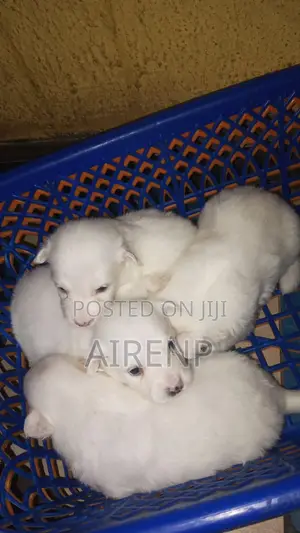 1-3 months Female Purebred American Eskimo