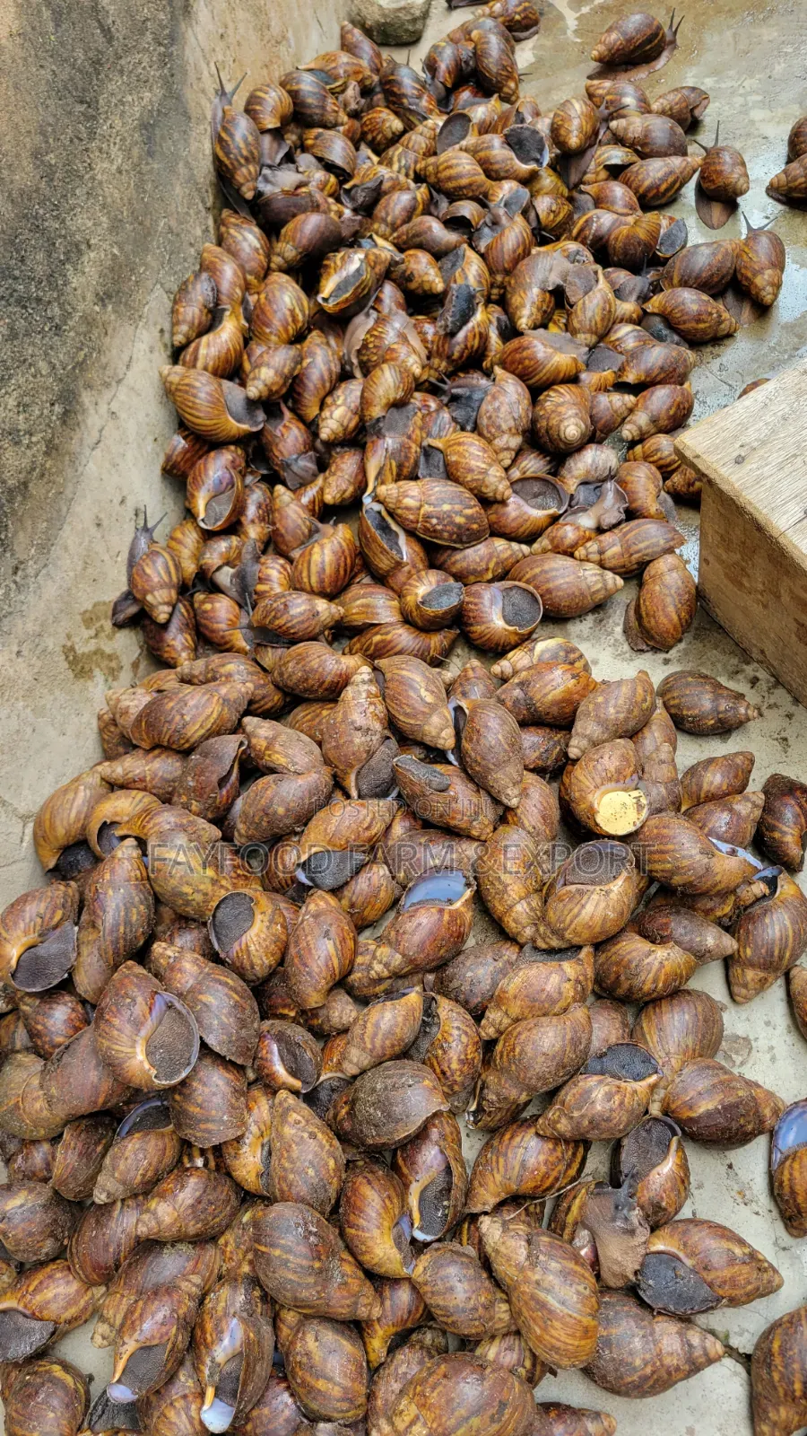 Jumbo Snail