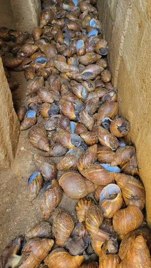 Jumbo Snail
