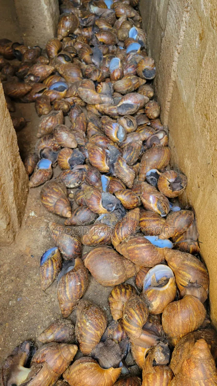 Jumbo Snail
