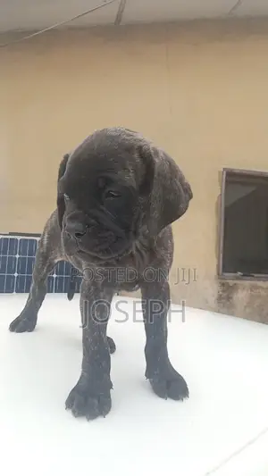 1-3 months Female Purebred Boerboel